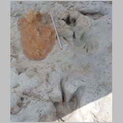 DSCN0749cr Latex mold 3 track collection.jpg